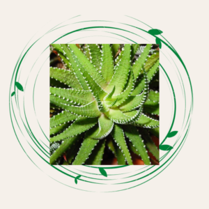 ঘৃতকুমারী বহুজীবি ভেষজ ঔষধি উদ্ভিদ: 1 ঘৃতকুমারী ঔষধি উদ্ভিদ :