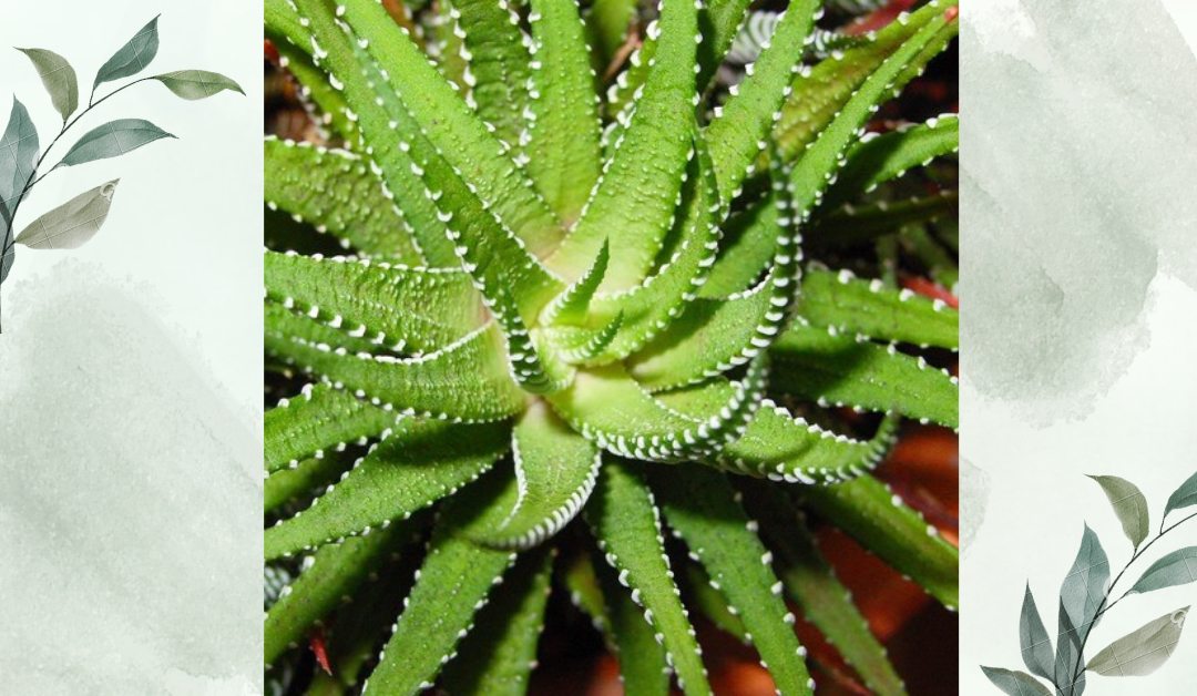 ঘৃতকুমারী ঔষধি উদ্ভিদ :