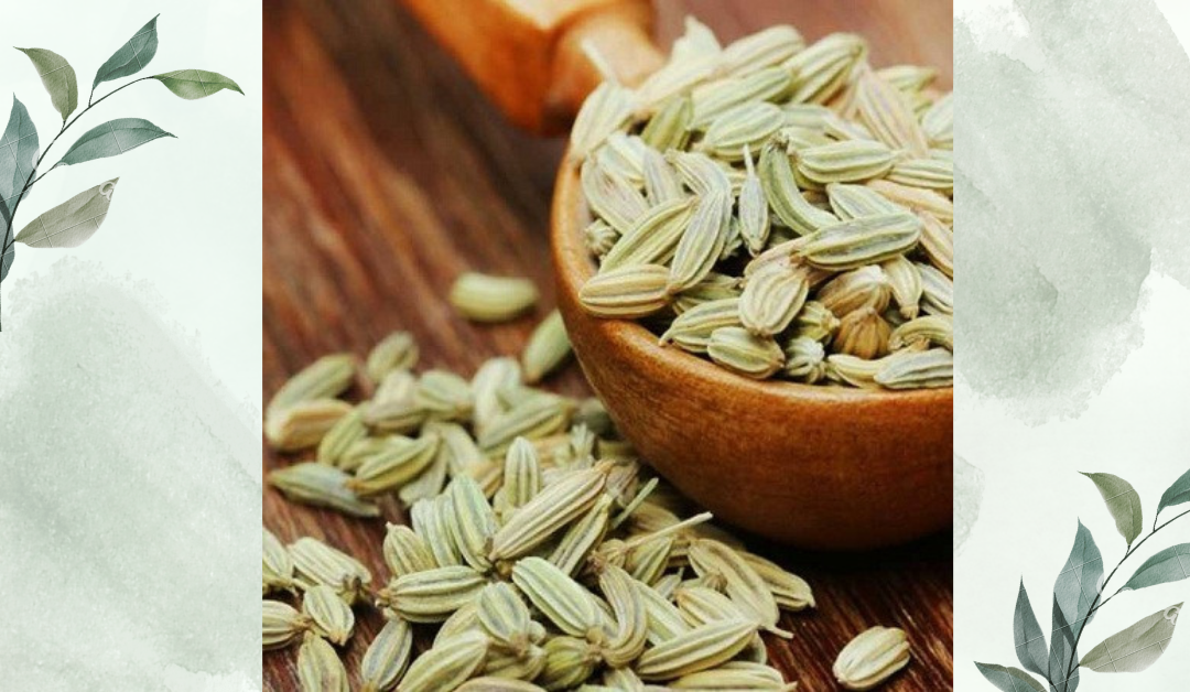 মৌরির পরিচিতি ও ভেষজ গুণাবলি