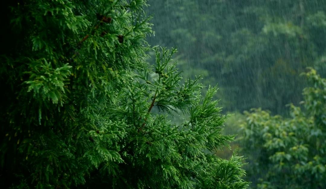 সৌন্দর্যের জন্য প্রকৃতি