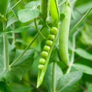 Grass Peas