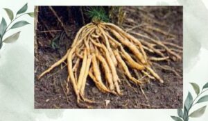 শতমূলী গাছ