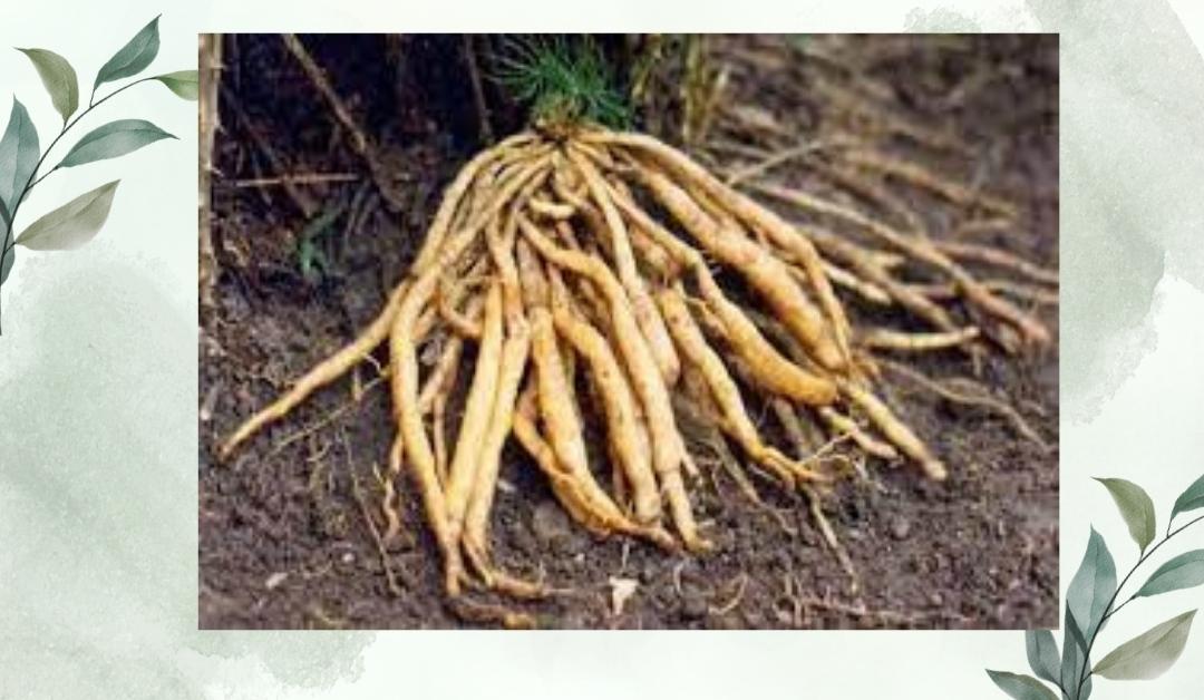 শতমূলী গাছ