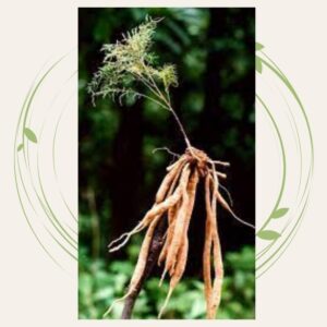 শতমূলী গাছ 