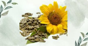 Benefits of Sunflower Seeds