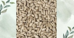 সূর্যমুখী ফুল