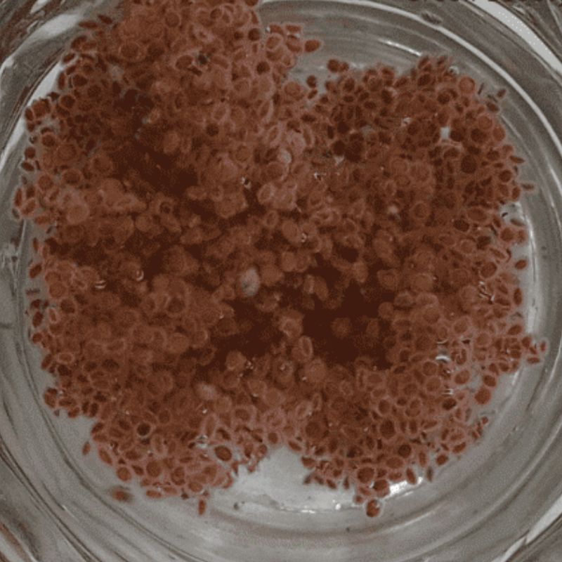 Talmakhana Gelly Ball In Water