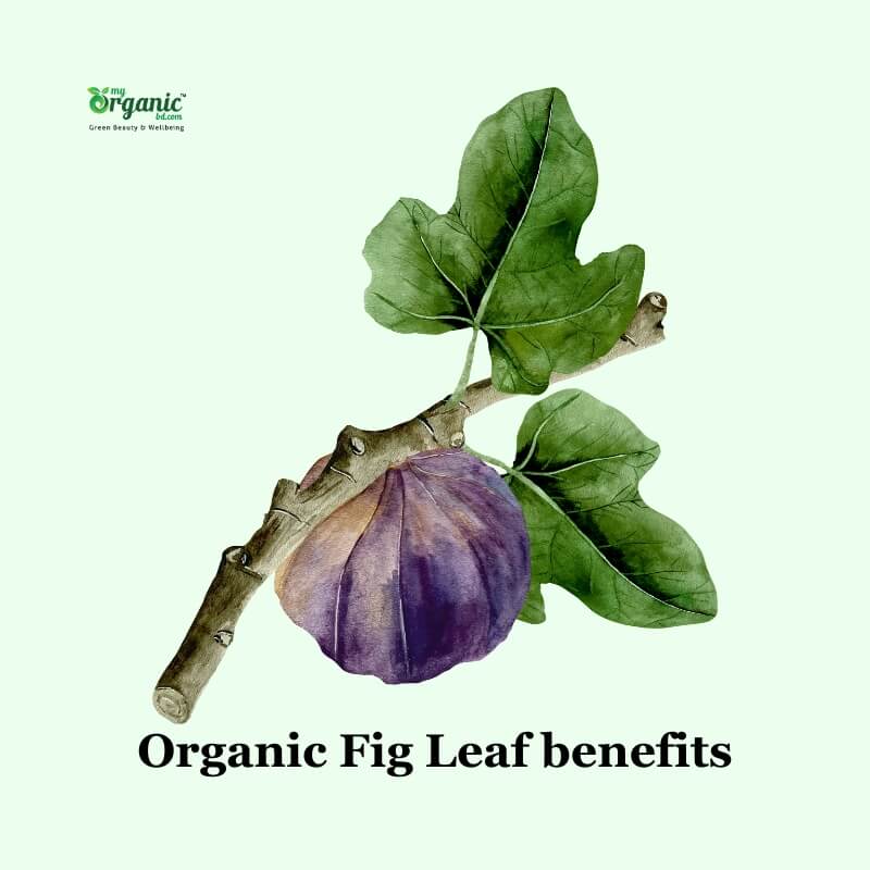 Organic Fig Leaf benefits