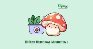 Best Medicinal Mushrooms: Proven Benefits, Wellness, Lists, Uses & More