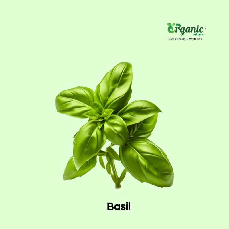 Basil