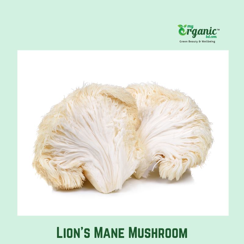 Best Medicinal Mushrooms: Proven Benefits, Wellness, Lists, Uses 1 Lions Mane Mushroom