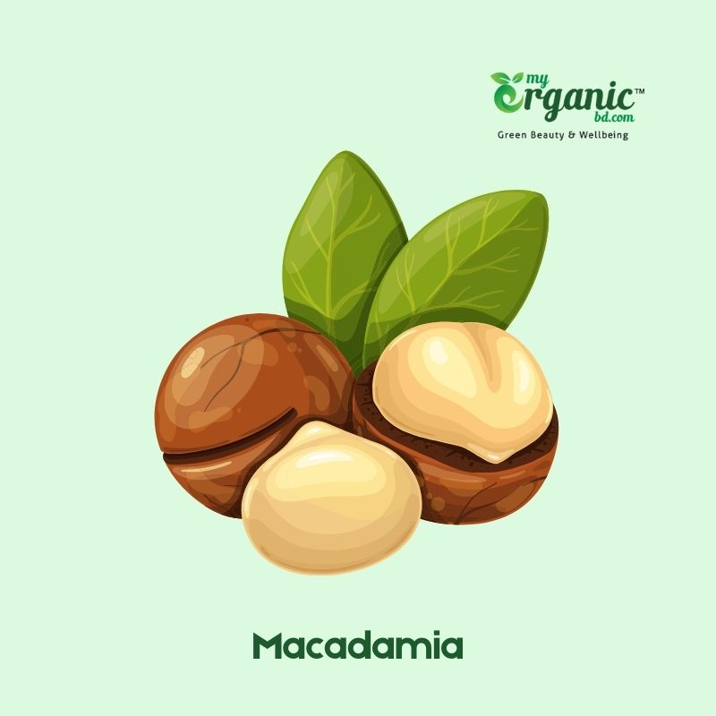 Health Benefits of Nuts and Seeds, Types & Nutrition 5 Macadamia Nuts