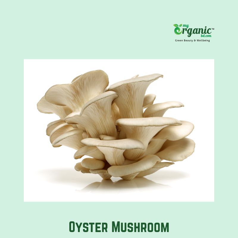 Best Medicinal Mushrooms: Proven Benefits, Wellness, Lists, Uses 8 Oyster Mushroom