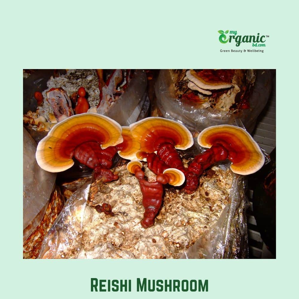 Best Medicinal Mushrooms: Proven Benefits, Wellness, Lists, Uses 2 Reishi Mushroom