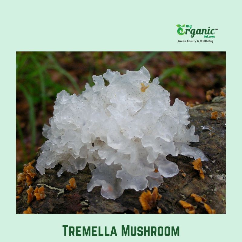 Best Medicinal Mushrooms: Proven Benefits, Wellness, Lists, Uses 10 Tremella Fungi