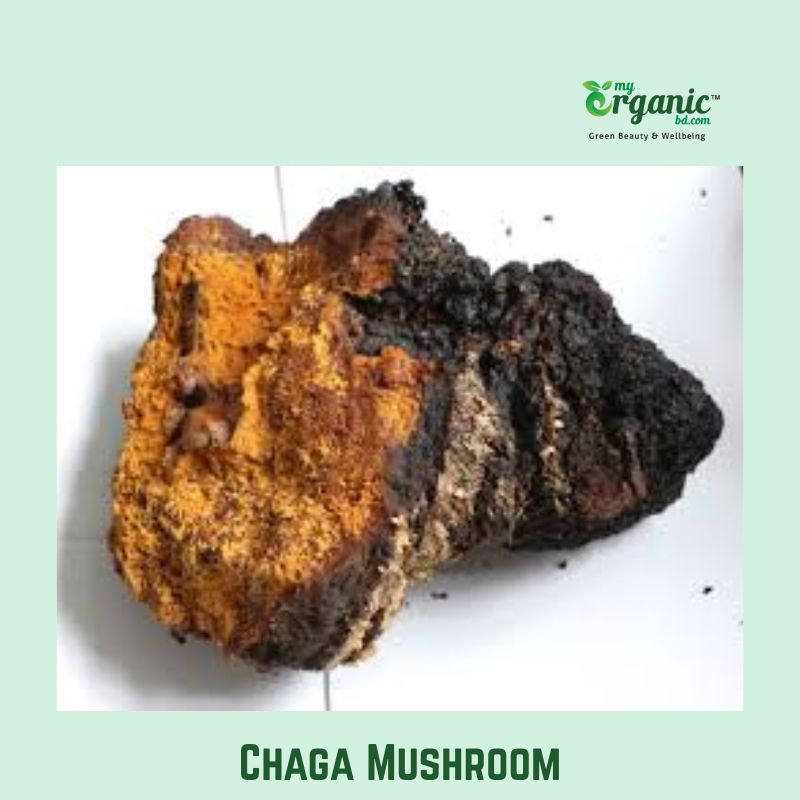Best Medicinal Mushrooms: Proven Benefits, Wellness, Lists, Uses 4 Chaga Mushroom
