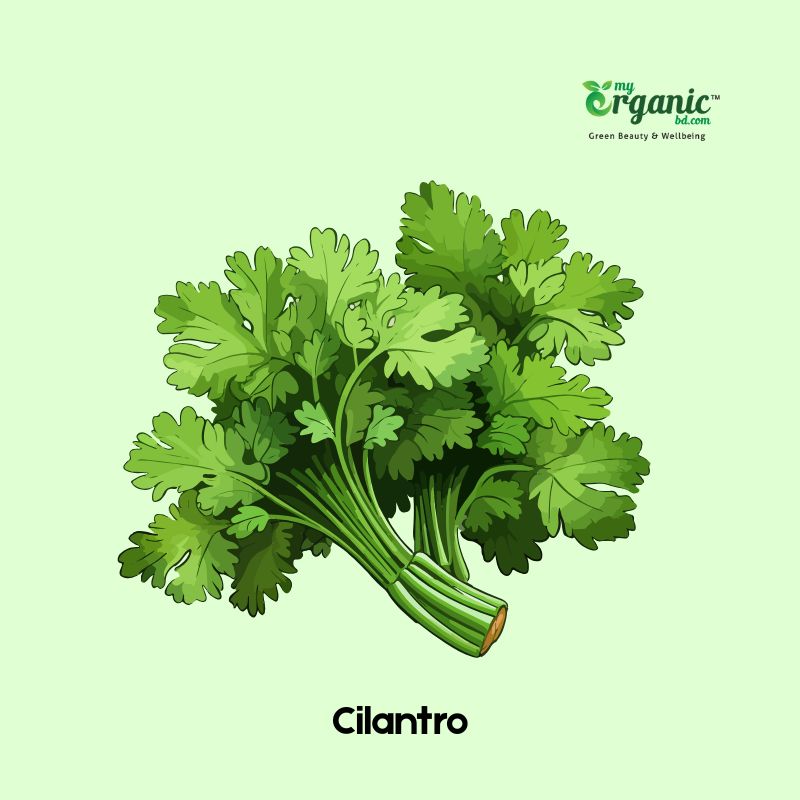 cilantro